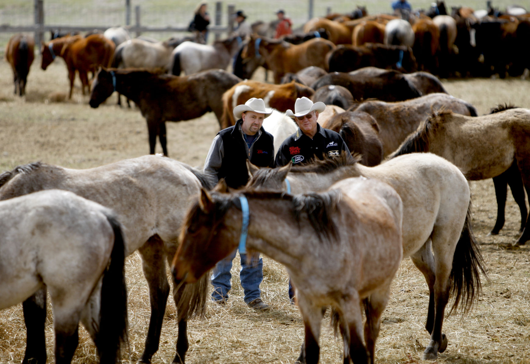 Potential buyers look over horses